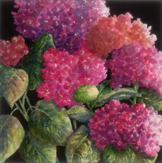 'Blossoms in Contrast'